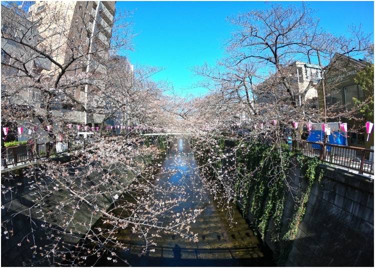 Nakameguro: March 24 - 3 days after Tokyo's first official bloom