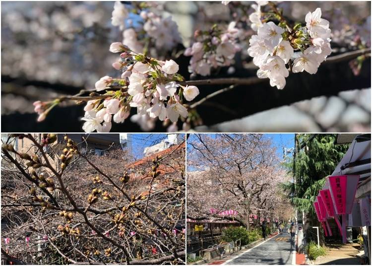 Nakameguro: March 24 - 3 days after Tokyo's first official bloom