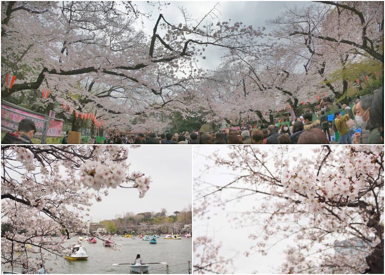 Ueno Park area as seen on March 30, 2019 - just around peak bloom