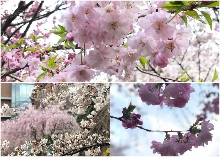 Weeping cherry blossoms and yaezakura at Hamacho Park in Ningyocho on March 31, 2019