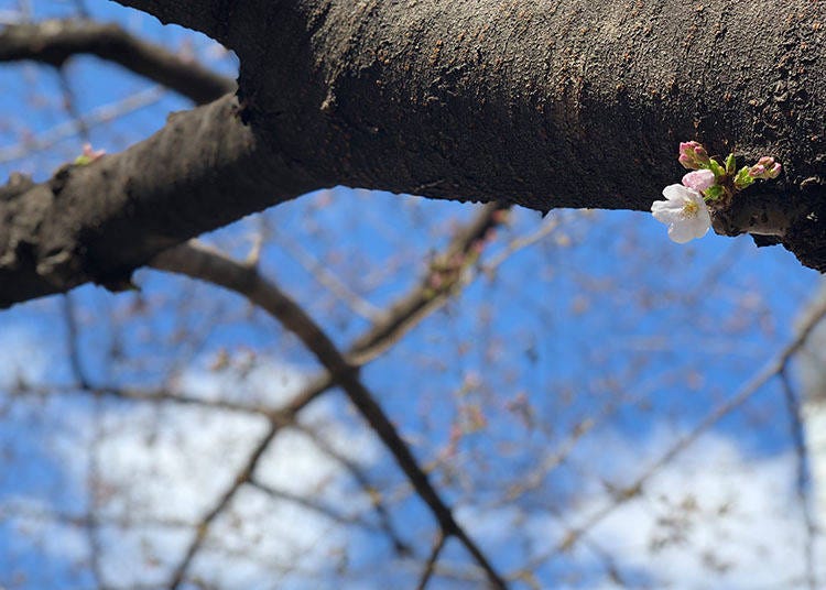 도쿄의 니혼 바시 (Nihonbashi) 근처에있는 나무에 벚꽃이 피고 있습니다. 2019 년 3 월 21 일에 찍은 사진.