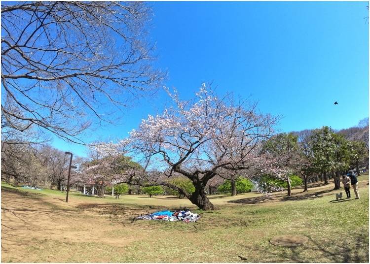 요요 기 공원 (Yoyogi Park) : 3 월 24 일 - 도쿄 최초의 공식 개화 3 일후