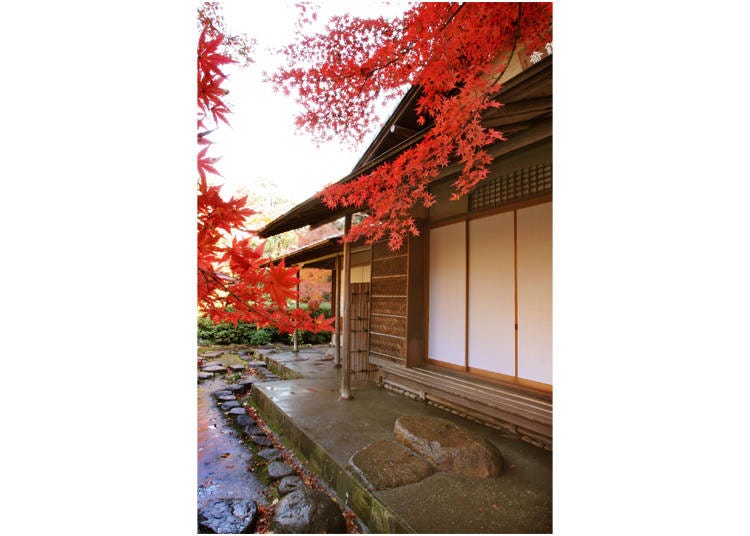 Vivid red leaves are glowing “Maple Trees by Hisaibashi”, available from the end of November to the beginning of December