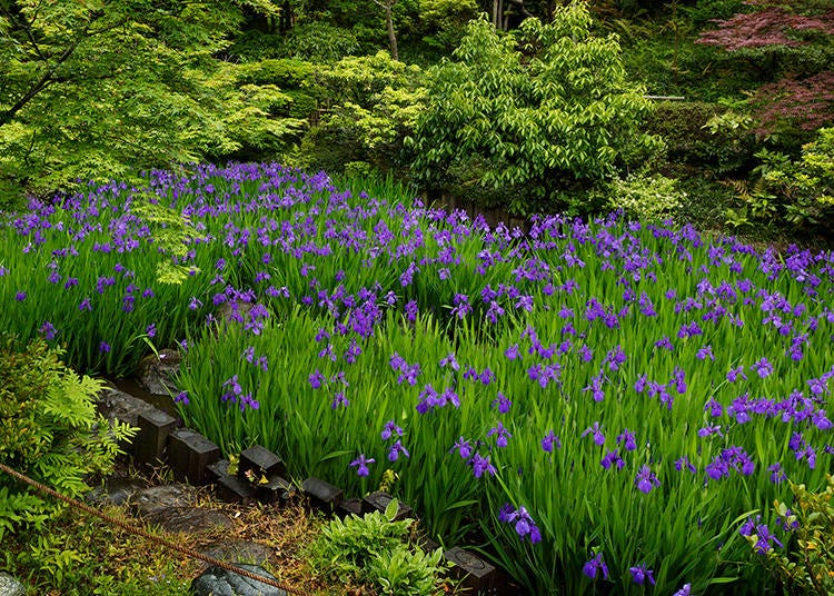 “Irises at the Konin-tei” are at their best in Early summer, from the middle of April to the middle of May.
