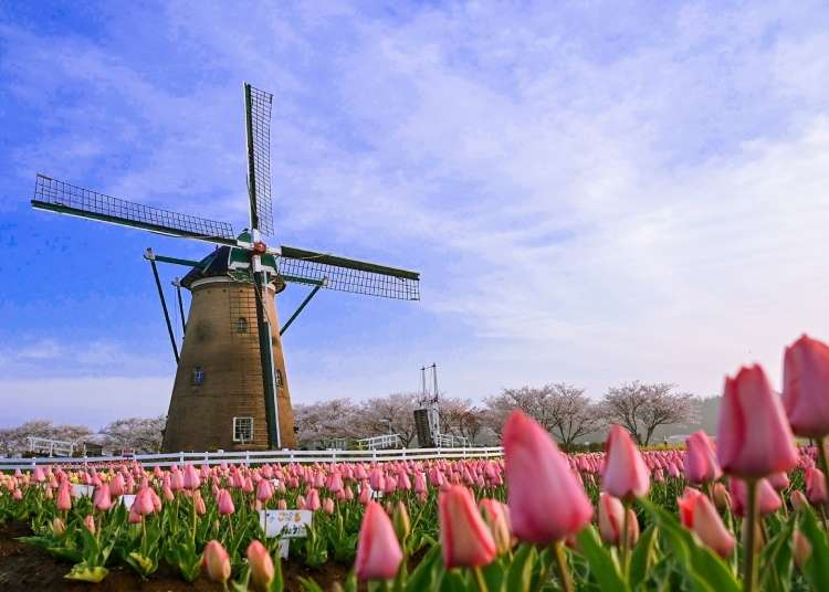 Tulips And Sakura In A Place Called Sakura Why You Ll Love The Sakura Tulip Festa Spring Live Japan Travel Guide