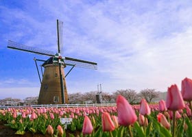 Tulips and Sakura in a Place Called Sakura - Why You'll Love the Sakura Tulip Festa in Chiba 2023
