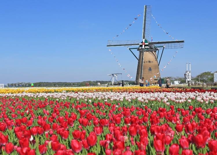 Visit one of Japan's most famous tulip festivals - right near Tokyo