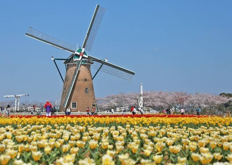 Also during the Tulip Festa: Enjoy the Windmill Festival!