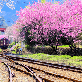 Day Tour from Tokyo: Ashikaga Flower Park, Watarase Keikoku Railway & Takatsudokyo Gorge