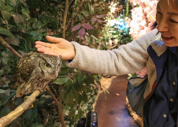 Osamu Owl Cafe admission for adults (13 and older) is 680 yen and 480 yen for children (ages 6 to 12)