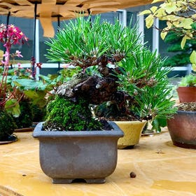 Bonsai Facility Ueno Green Club