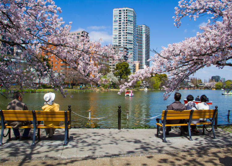 Tokyo Ueno Park Complete Seasonal Flowers Guide: Where to see Cherry Blossoms, Lotus and More!
