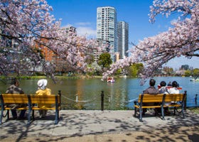 Discover the Beauty of Tokyo's Ueno Park: A Seasonal Flower Adventure With Cherry Blossoms, Lotus Blooms, and More