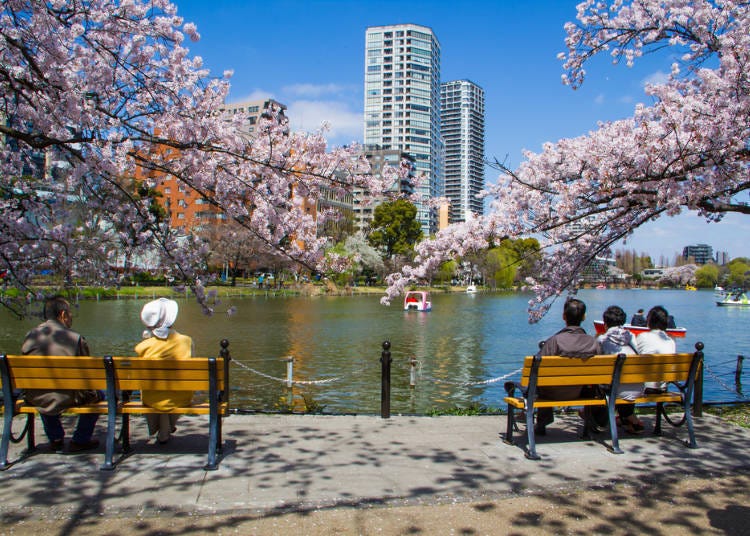 Spring Flowers in Tokyo’s Ueno Park: 1,200 Cherry Trees in Full Bloom!