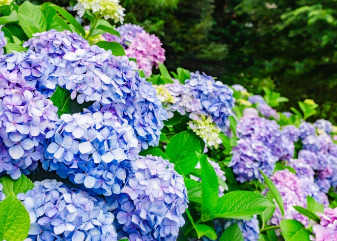 上野公園のイベント 見どころはココ 春夏秋冬の花や楽しみ方 Live Japan 日本の旅行 観光 体験ガイド