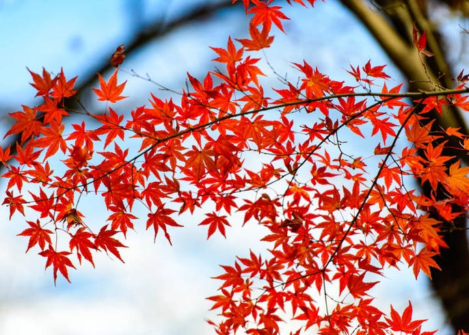 上野公園のイベント 見どころはココ 春夏秋冬の花や楽しみ方 Live Japan 日本の旅行 観光 体験ガイド