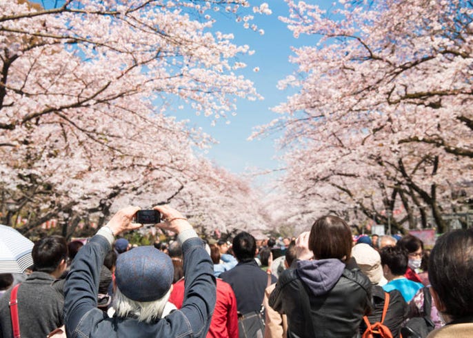 東京上野景點 不只有櫻花 上野公園的春夏秋冬四季不同的面貌 活動資訊 Live Japan 日本旅遊 文化體驗導覽