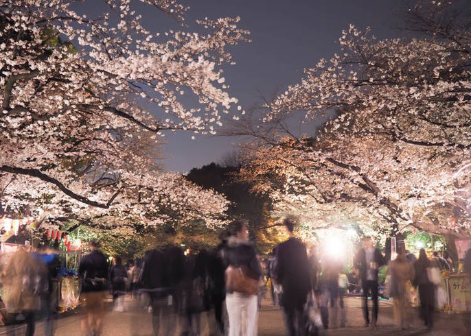 東京上野景點 不只有櫻花 上野公園的春夏秋冬四季不同的面貌 活動資訊 Live Japan 日本旅遊 文化體驗導覽