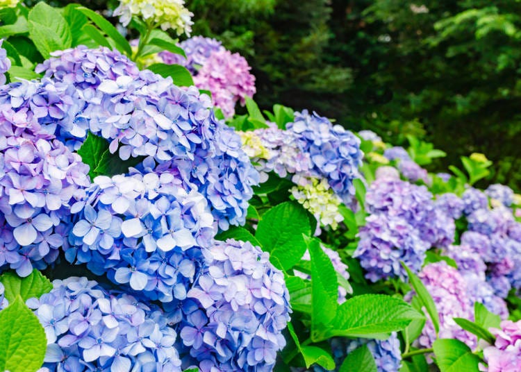 【夏】夏季是欣賞色彩鮮艷的繡球花及荷花的最佳時期！