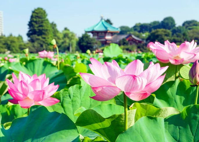 東京上野景點 不只有櫻花 上野公園的春夏秋冬四季不同的面貌 活動資訊 Live Japan 日本旅遊 文化體驗導覽