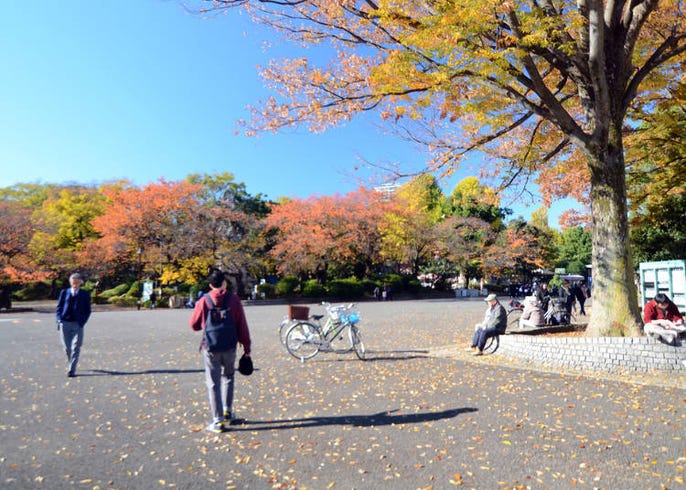 東京上野景點 不只有櫻花 上野公園的春夏秋冬四季不同的面貌 活動資訊 Live Japan 日本旅遊 文化體驗導覽