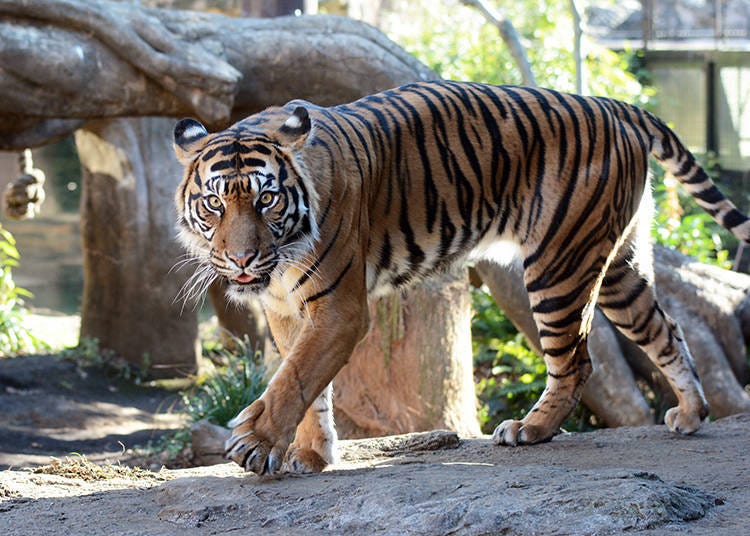 With its round, tufted face and beautiful fur stripes, the tiger draws in adults and kids alike.