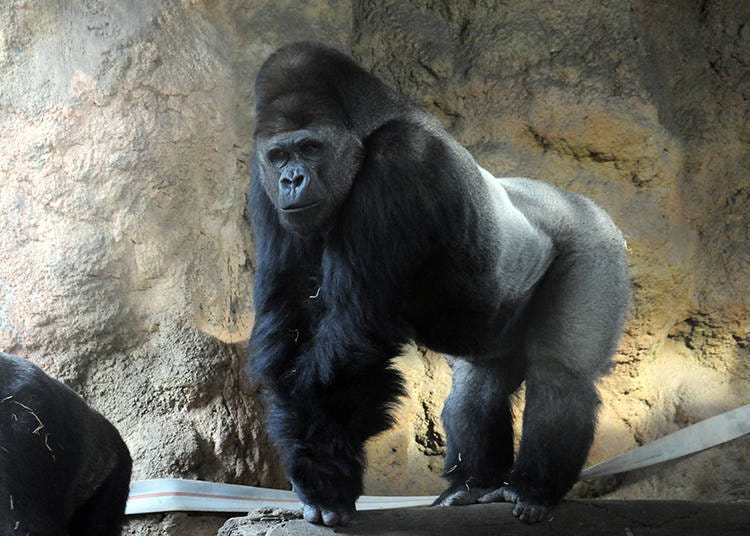 The powerful gorilla as seen up close! The gorilla is popular all around the world!