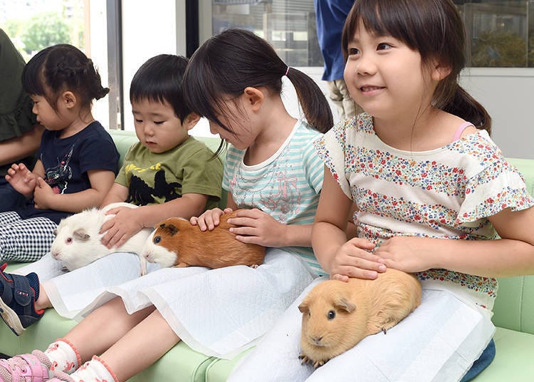 The "Hands-On Guinea Pig Class" is aimed at children ages 3-12 and their parents.