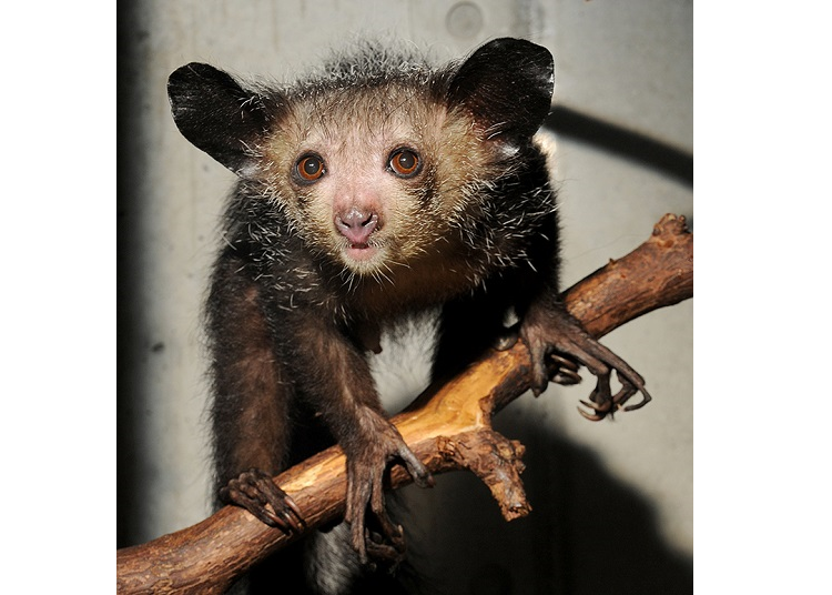 This is the only Aye-aye exhibit in all of Asia. The Aye-aye is an adorable lemur that cannot be easily spotted anywhere else.