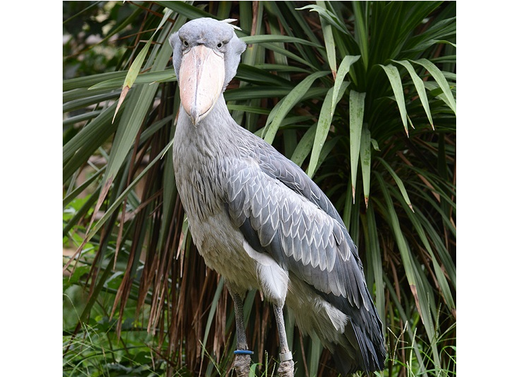 With its statuesque figure and cute yet humorous face, the shoebill is adored by local and overseas visitors alike.