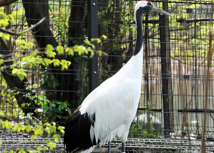 古くから日本の象徴として君臨する優美な鳥。この日もエキゾチックな姿で闊歩していました