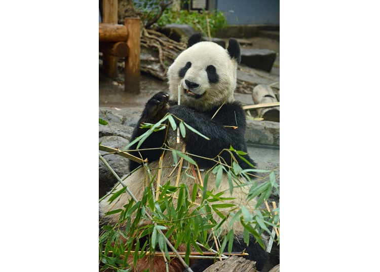 우에노 동물원 최고의 아이돌. 사진은 싱싱. 현재는 2017년에 태어난 샹샹도 볼 수 있다(동물의 몸 상태 등에 따라 비공개인 날도 있음)