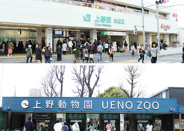 从JR上野车站的公园口（上）步行5分钟便能到达上野动物园的「表门」。如果想避开拥挤人潮的话，建议从不忍口的「辨天门」进。