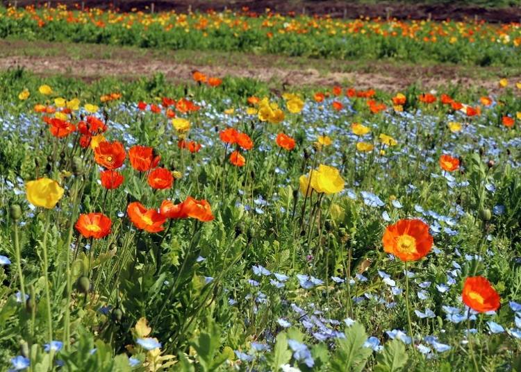 Lots of seasonal flowers! Poppy and Cosmos Gardens