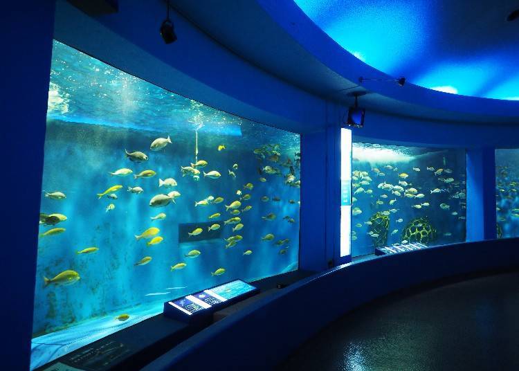 視界360度の「回遊水槽」には、サメやエイなどが泳いでいます