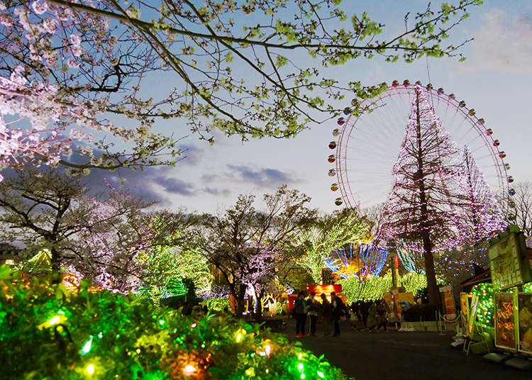 Tokyo Attractions: Zip on a Roller Coaster Through a Cherry Blossom Tunnel at Yomiuriland!
