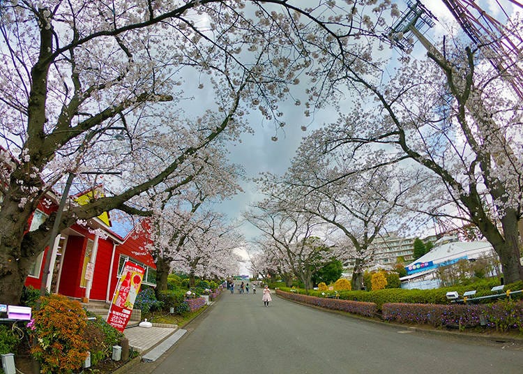 When do cherry blossoms bloom at Yomiuriland?