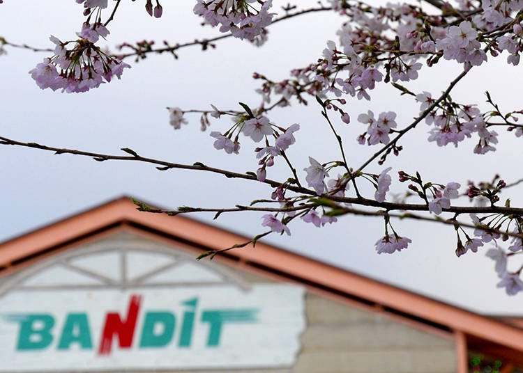 1. Bandit – The fastest cherry blossom experience in the world?