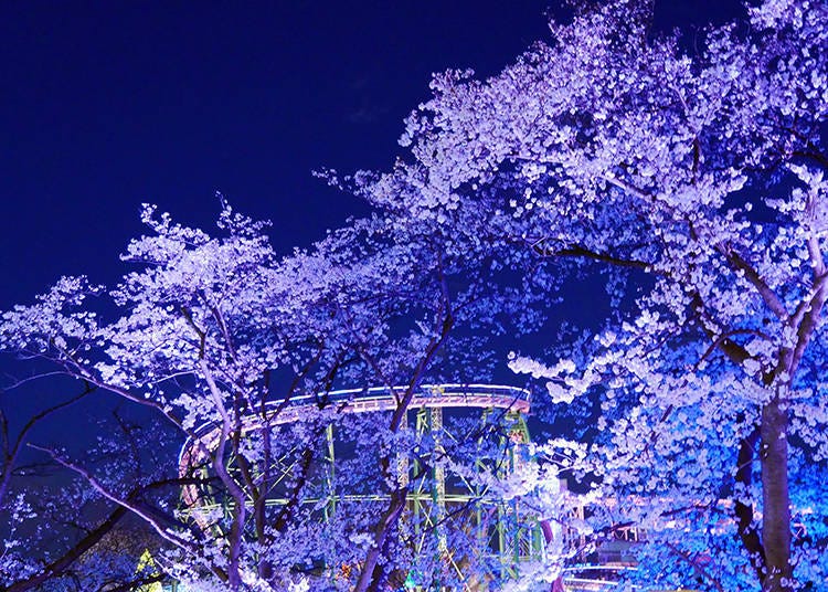 2. Jewellumination – Nighttime cherry blossoms like never before