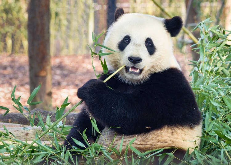 Asking Professor Imaizumi About Pandas and “Unfortunate Ecology”