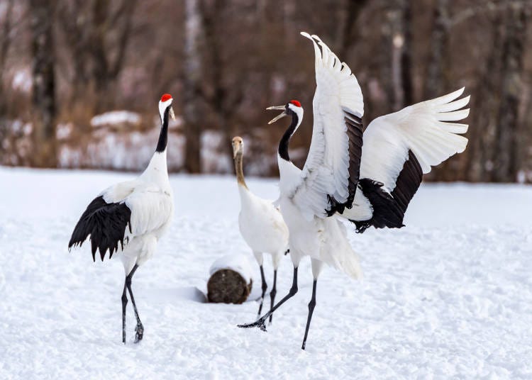 Tourists Want to See Rare Animals Unique to Japan!