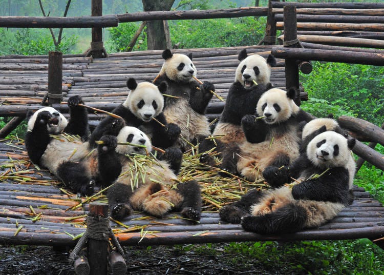 Japan Really Does Love Pandas!