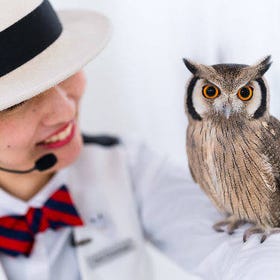 ok Akiba Owl Cafe Experience with Photo Shoot
Details & Bookings ▶
(Image, activity provider: Rakuten Travel Experiences)