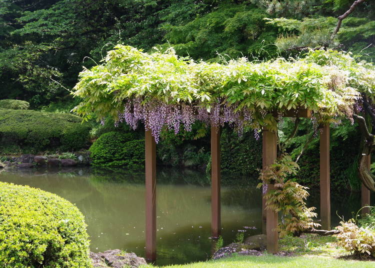 新宿御苑人氣的原因2：能欣賞到日本四季的花卉美景