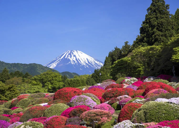 ●Hakone in Spring: Great View of Cherry Blossoms and Azaleas