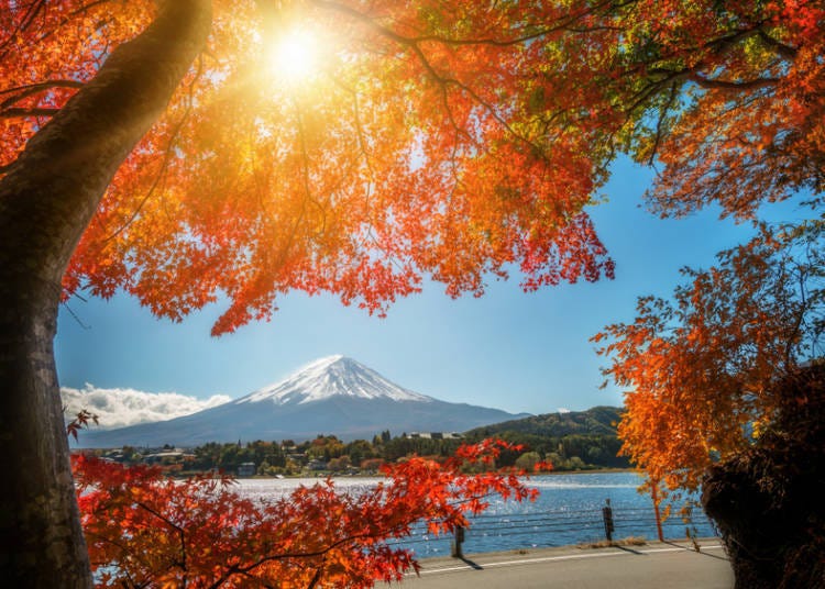 ●芒草及枫叶美景的「秋天」