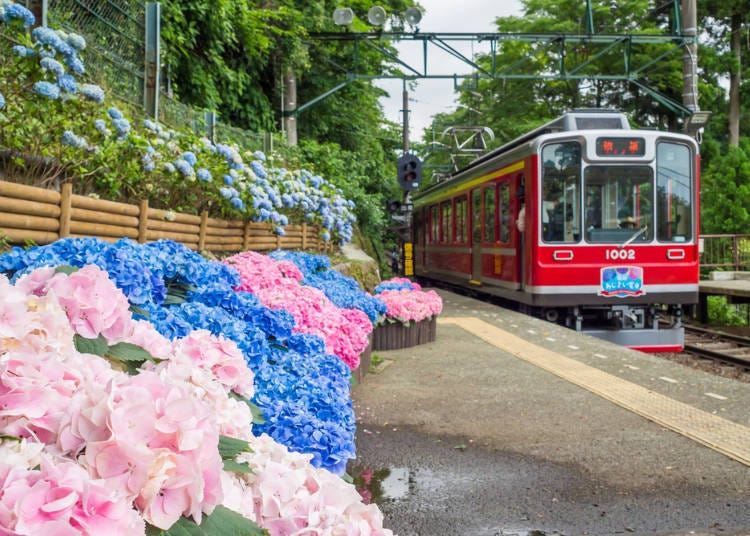 箱根的夏天：繡球花與電車、繁華煙火祭典