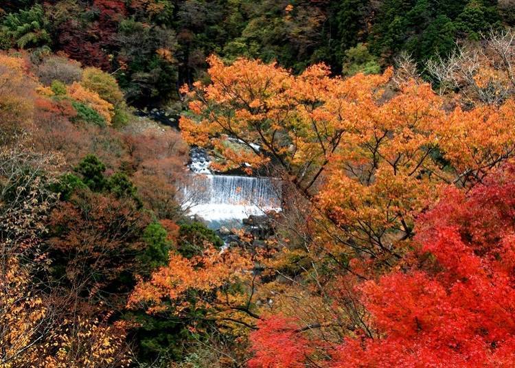 照片提供：箱根全山