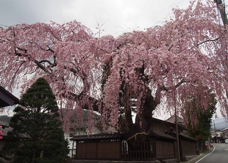 Weeping Cherry Blossoms of the Takada Family