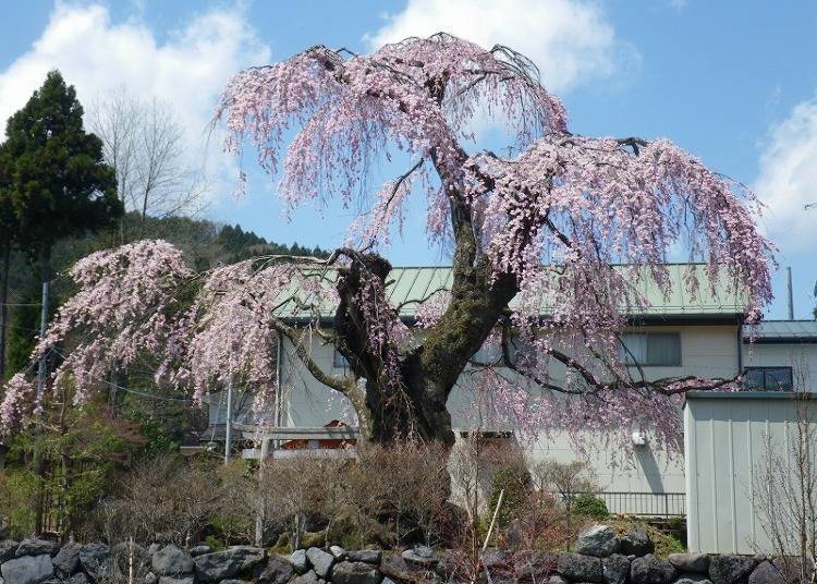 【春季】能一边感受历史氛围一边赏樱的「门前町」